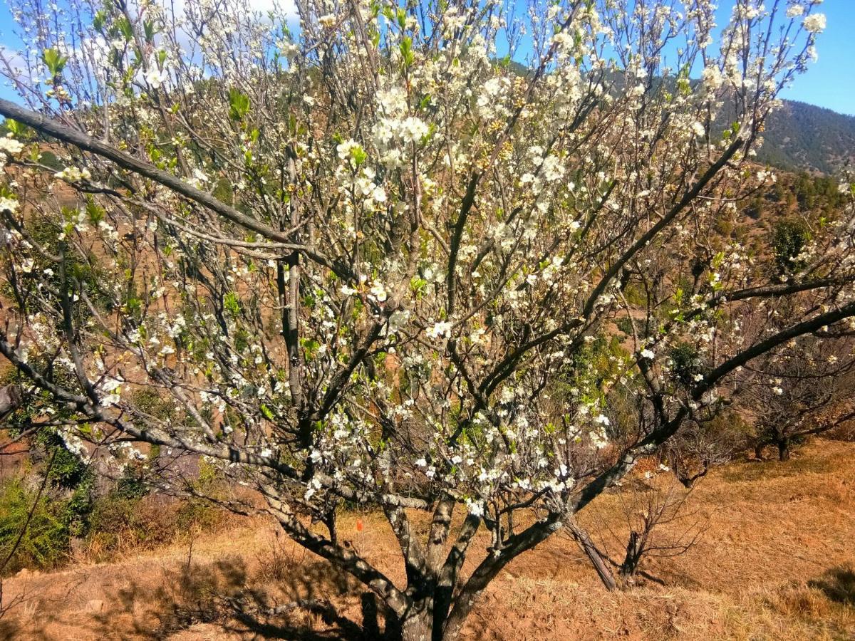 In Apple Estate Kanatal - Himalayan View Resort With Courteous Staff Екстериор снимка